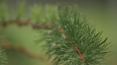 İğneli ve konili karaçam dalları rüzgarda hareket eder.