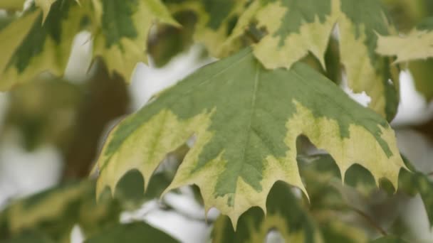 형형색색의 단풍나무 잎들은 바람을 — 비디오