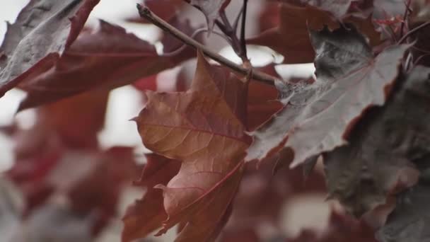 Kleurrijke Esdoornbladeren Bewegen Wind — Stockvideo