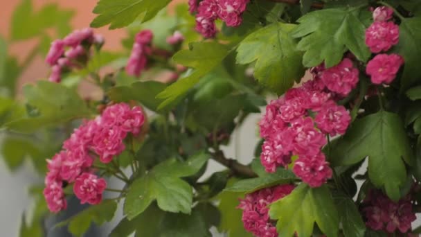 Sebuah Semak Dengan Bunga Merah Muda Bergerak Dalam Angin — Stok Video