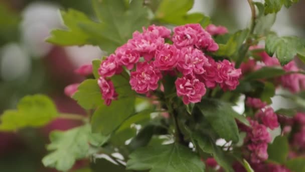 Ein Strauch Mit Rosa Blüten Bewegt Sich Wind — Stockvideo
