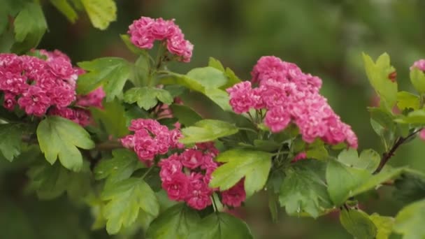 Bush Pink Flowers Moves Wind — Stock Video