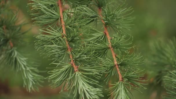 Les Branches Mélèze Avec Des Aiguilles Des Cônes Déplacent Dans — Video