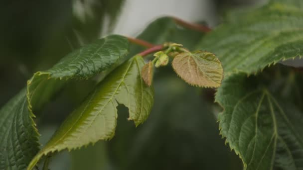 Листья Линден Движутся Ветру Зеленые Листья Деревьев Летом — стоковое видео