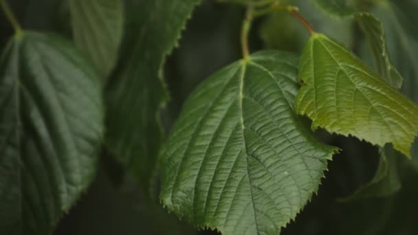 Листья Линден Движутся Ветру Зеленые Листья Деревьев Летом — стоковое видео