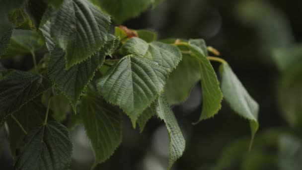 Lindenovy Listy Pohybují Větru Listy Zeleného Stromu Létě — Stock video