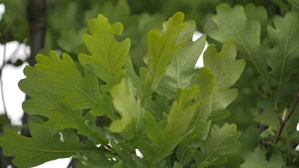 オークの葉が風に乗って動きます 夏に緑の木の葉 — ストック動画