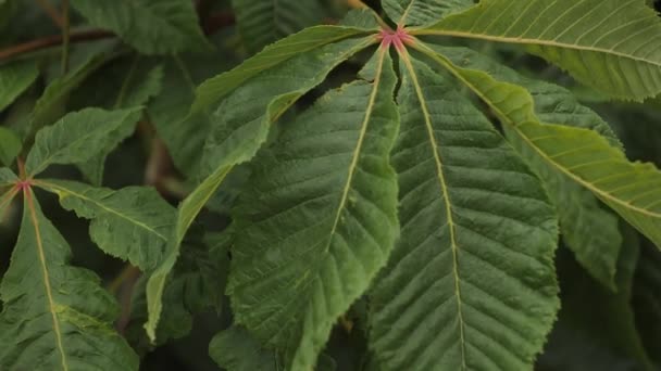 Φύλλα Κάστανου Κινούνται Στον Άνεμο Πράσινα Φύλλα Δέντρων Καλοκαίρι — Αρχείο Βίντεο