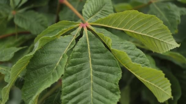 Kaštanové Listy Pohybují Větru Listy Zeleného Stromu Létě — Stock video