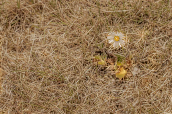 Herbe Sèche Avec Une Fleur Une Pelouse Sèche Temps Chaud — Photo