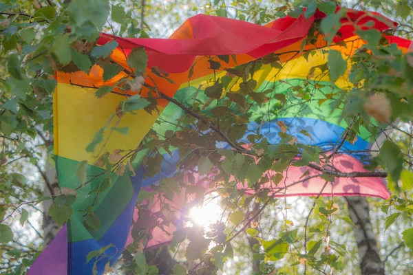 stock image A colorful LGBT flag attached to birch branches flutters in the wind against lush green tree branches. An LGBT symbol that expresses a close view of human rights and freedom. Soft selective focus.