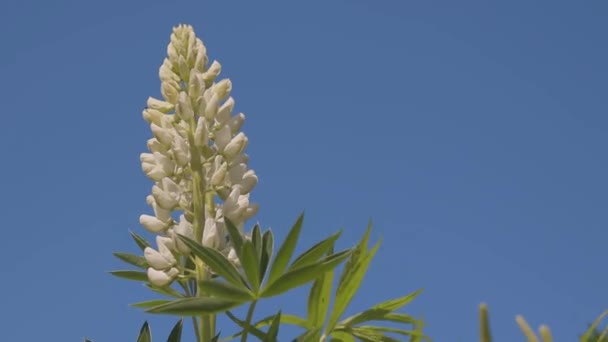 Tremoço Com Flores Brancas Move Vento Contra Céu Azul Flores — Vídeo de Stock