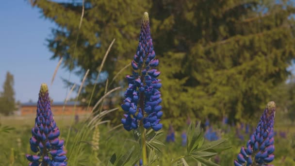 蓝色花朵的羽扇豆迎着蓝天在风中飘扬 有白叶的夏天花 — 图库视频影像