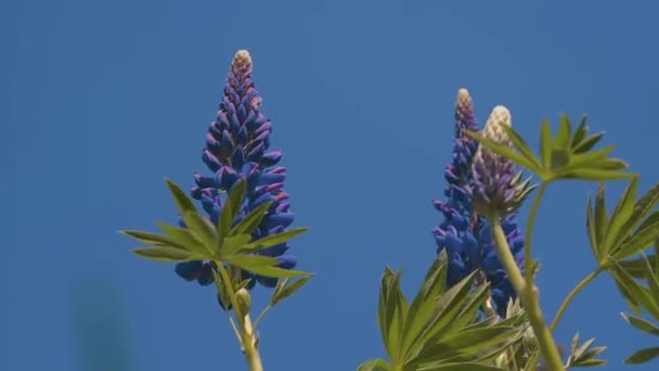 Een Lupine Met Blauwe Bloemen Beweegt Wind Tegen Een Blauwe — Stockvideo
