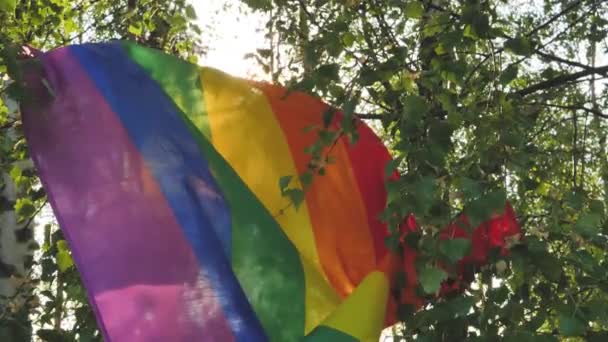 Colorful Lgbt Flag Attached Birch Branches Flutters Wind Lush Green — Stock Video