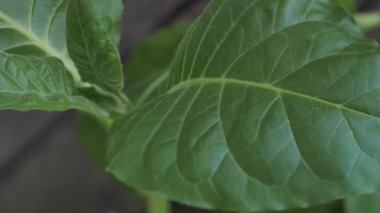 Yemyeşil yapraklı tütün tarlası. Süper makro yakın plan taze tütün yaprakları. Yumuşak seçici odaklanma. Resim için yapay olarak tahıl oluşturuldu