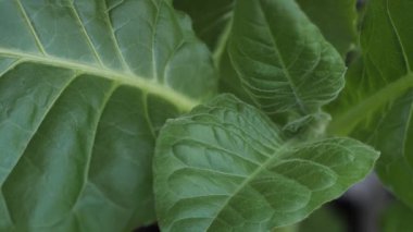 Yemyeşil yapraklı tütün tarlası. Süper makro yakın plan taze tütün yaprakları. Yumuşak seçici odaklanma. Resim için yapay olarak tahıl oluşturuldu