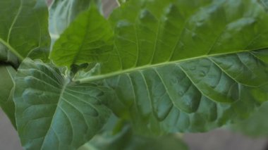 Yemyeşil yapraklı tütün tarlası. Süper makro yakın plan taze tütün yaprakları. Yumuşak seçici odaklanma. Resim için yapay olarak tahıl oluşturuldu