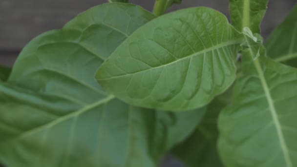 緑豊かな葉を持つタバコのプランテーション 新鮮なタバコの葉のスーパーマクロ閉鎖 ソフト選択的フォーカス 写真のための人工的に作成された穀物 — ストック動画