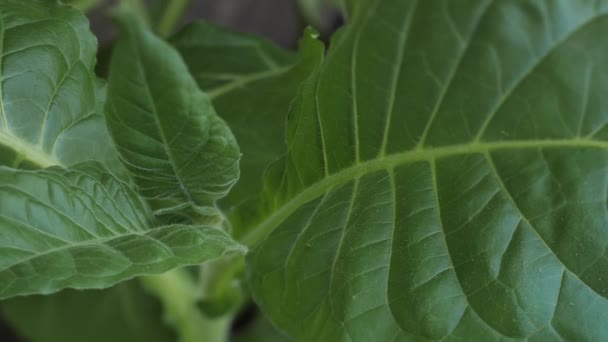 緑豊かな葉を持つタバコのプランテーション 新鮮なタバコの葉のスーパーマクロ閉鎖 ソフト選択的フォーカス 写真のための人工的に作成された穀物 — ストック動画