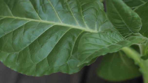 Tabáková Plantáž Svěžími Zelenými Listy Super Makro Detailní Záběr Čerstvých — Stock video
