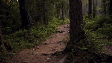 Karanlık orman yolu gün batımında. Dramatik bir karanlık orman hareket halinde. Seçici yumuşak odak