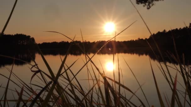 湖のそばに黄金の夕日 湖のそばに美しい夕日 低い太陽は水を反射する 柔らかい選択的フォーカス — ストック動画