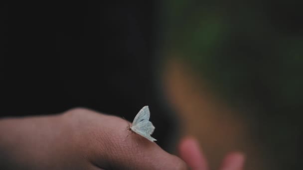 Borboleta Branca Mãos Sentadas Borboleta Voa Para Longe Mão — Vídeo de Stock