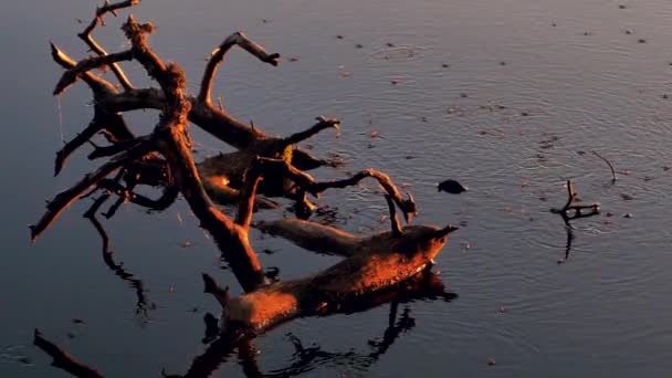 Ramo Árvore Seca Pôr Sol Aranhas Água Atravessam Superfície Água — Vídeo de Stock