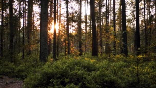 Sötét Erdei Ösvény Naplementekor Egy Drámai Sötét Erdő Mozgásban Szelektív — Stock videók
