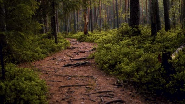 日没の暗い森の歩道 運動中の劇的な暗い森 選択的ソフトフォーカス — ストック動画
