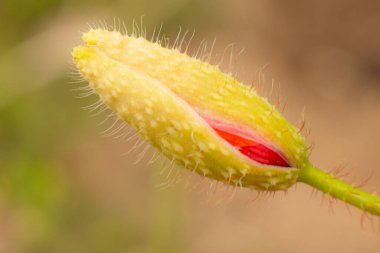 Kırmızı çiçekli haşhaş otu. Yaz kırmızı haşhaş yaprakları