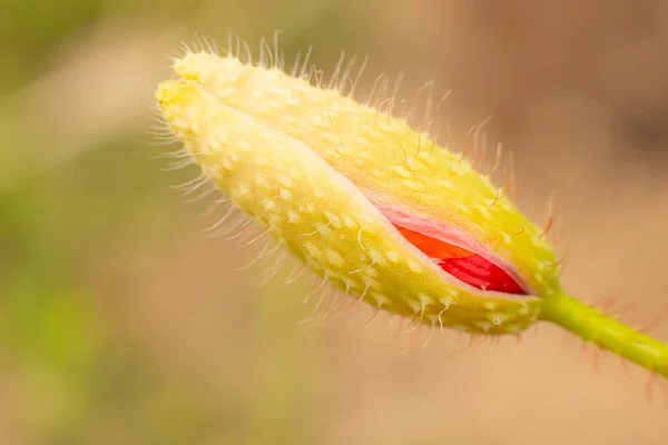 Pączek Maku Czerwonym Kwiatem Letni Czerwony Mak Liście — Zdjęcie stockowe