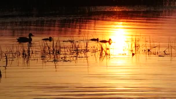 夕暮れ時には小さなアヒルが黄金の水に泳いでいます 湖のそばに赤い夕日 日没の暑い天気 砂漠での劇的な赤い夕日 熱波の暑い日 気候変動 地球温暖化 — ストック動画