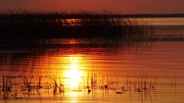 Червоний Захід Сонця Біля Озера Гаряча Погода Заході Сонця Драматичний — стокове відео
