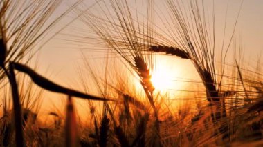 Arpa gün batımı güneş ışığıyla oynandı. Arpa tarlası gün batımında ya da gün doğumunda rüzgarda esiyor. Arpa tarlasında gün batımı. Kuraklığın ekolojik felaketi