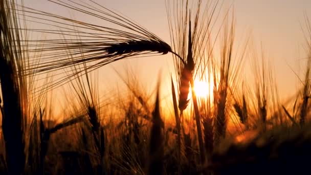 햇빛을 받으며 때나해질 때바람에 나부끼는 보리밭에 해돋이 가뭄으로 생태학적 — 비디오