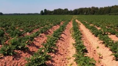 Patates tarlası kuru topraklar. Doğal kriz büyük kuraklık. Tarımda ekolojik kriz