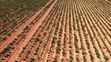 Patates tarlası kuru topraklar. Doğal kriz büyük kuraklık. Tarımda ekolojik kriz