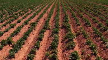 Patates tarlası kuru topraklar. Doğal kriz büyük kuraklık. Tarımda ekolojik kriz