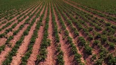 Patates tarlası kuru topraklar. Doğal kriz büyük kuraklık. Tarımda ekolojik kriz