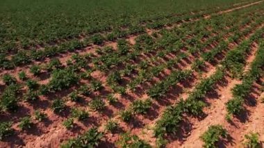 Patates tarlası kuru topraklar. Doğal kriz büyük kuraklık. Tarımda ekolojik kriz