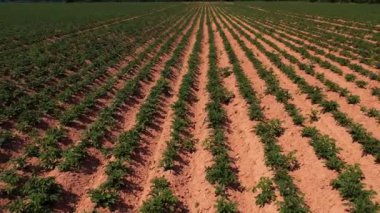 Patates tarlası kuru topraklar. Doğal kriz büyük kuraklık. Tarımda ekolojik kriz