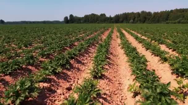 ジャガイモ畑乾燥地 大規模な干ばつ自然危機 農業における生態学的危機 — ストック動画