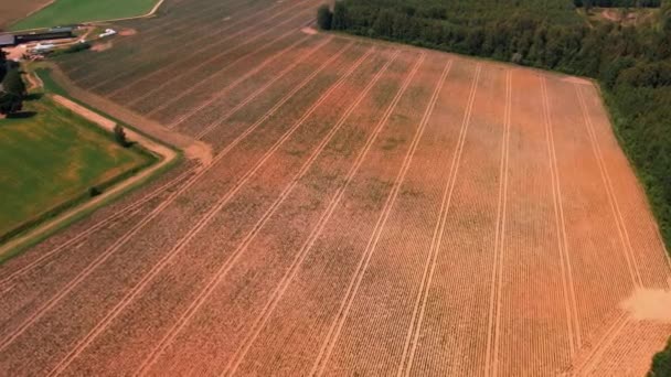 Kartoffelfeld Naturkrise Große Dürre Ökologische Krise Der Landwirtschaft — Stockvideo