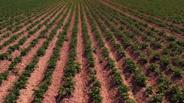 Campo Patatas Tierra Seca Crisis Natural Gran Sequía Crisis Ecológica — Vídeo de stock