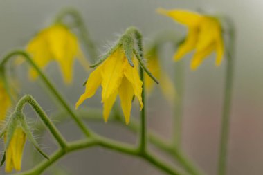 Sarı renkte domates çiçeği. Sarı çiçekli sera bitkisi. Büyük bir domates hasadı. Yumuşak seçici odak
