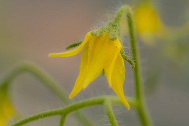 Sarı renkte domates çiçeği. Sarı çiçekli sera bitkisi. Büyük bir domates hasadı. Yumuşak seçici odak