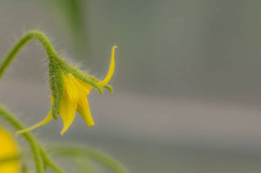 Sarı renkte domates çiçeği. Sarı çiçekli sera bitkisi. Büyük bir domates hasadı. Yumuşak seçici odak