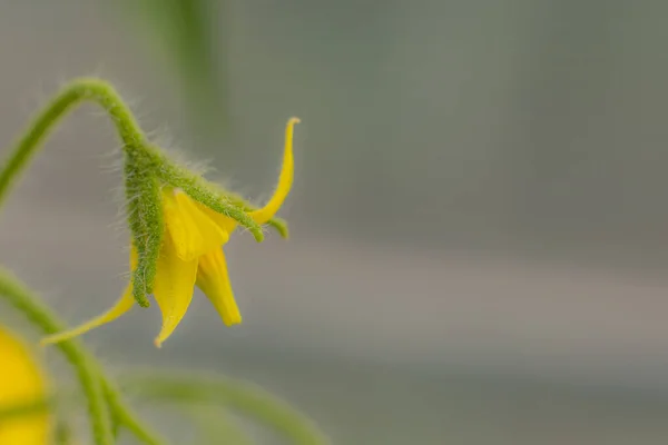 Tomato Flower Yellow Color Greenhouse Plant Yellow Flowers Large Crop — Stock Photo, Image